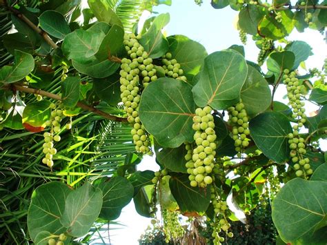 Sandbox Tree Fruit | Fruit Trees