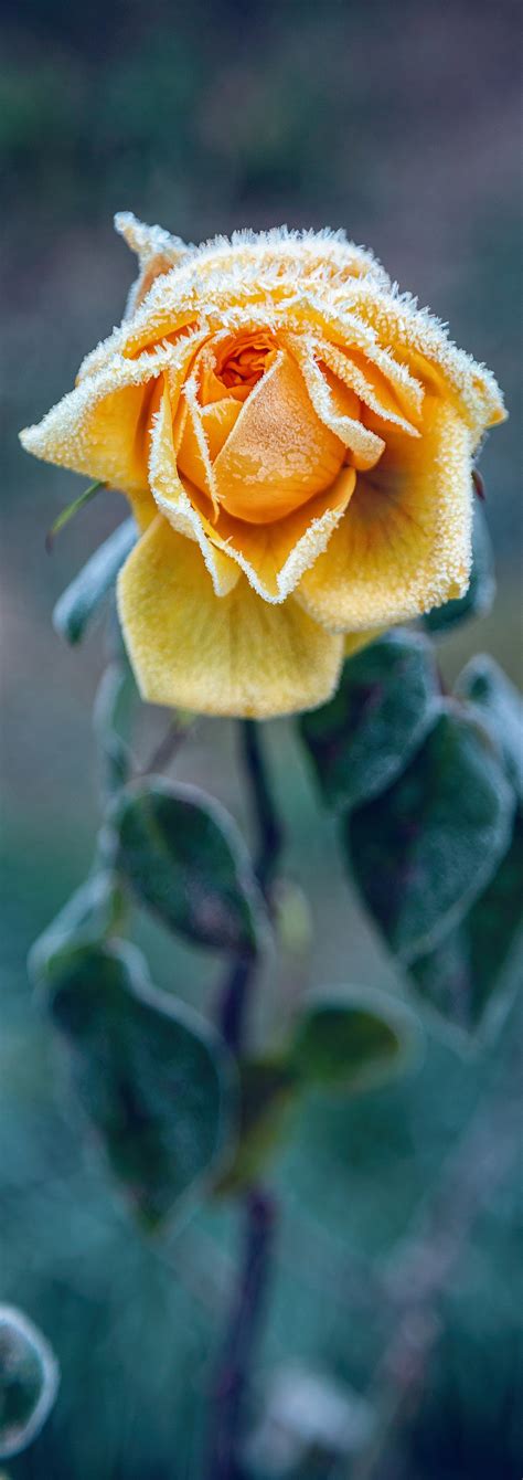 Frost Flowers on Behance