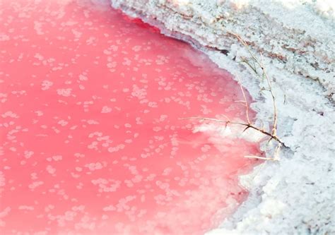 Australia: the mystery of an incredible pink lake solved!