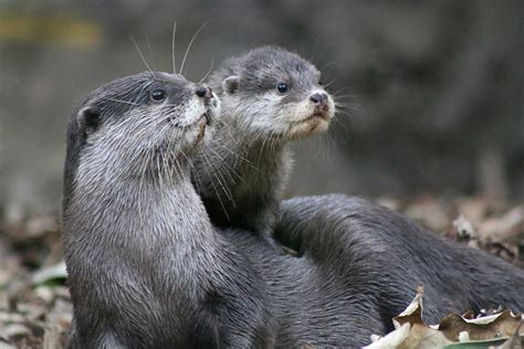 10 facts you might not know about the adorable otter | by Taronga ...