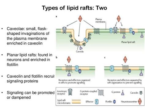 Lipid rafts in signal transduction