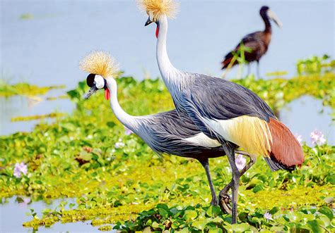 Why Uganda ignored lions and used the Crested Crane - Bukedde Online - Amawulire