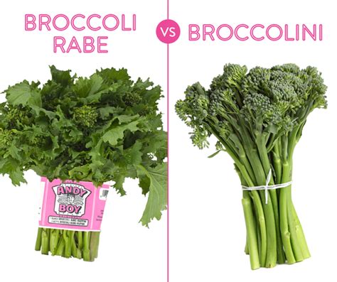 broccolini vs broccoli