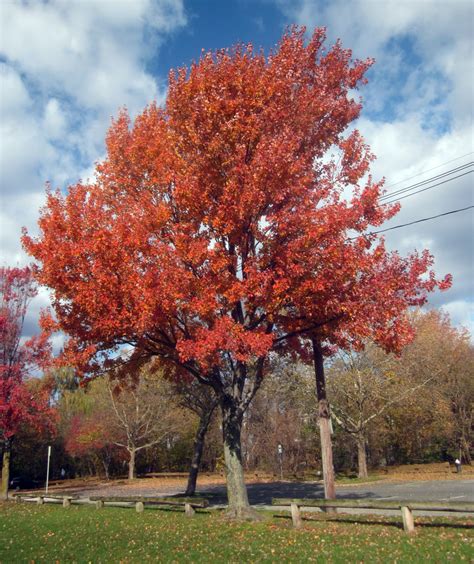 12 Common Types of Maple Trees in Canada - ProGardenTips