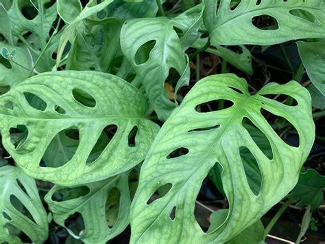 Monstera adansonii (wide form) – Brian's Botanicals