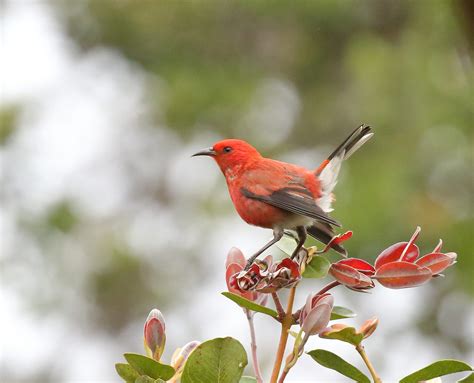 Division of Forestry and Wildlife: Wildlife Program | ʻApapane