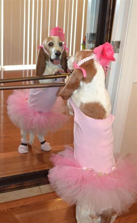 14 Trendy Basset Hound Halloween Costumes - Page 3 of 3 - PetPress