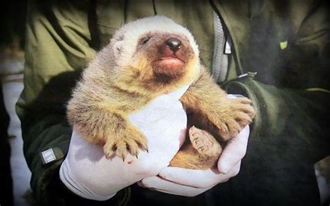 Beyond the Lone Islands: Zoo News: Baby Wolverine