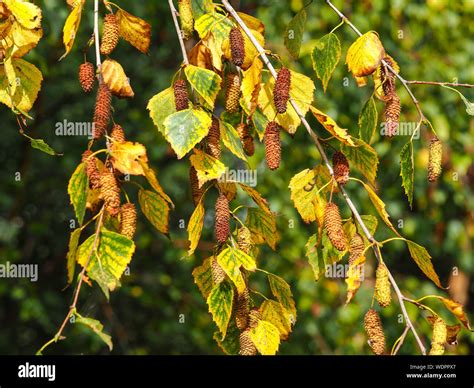 Silver birch tree catkins hi-res stock photography and images - Alamy