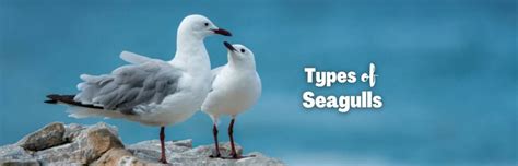 30 Types of Seagulls: A Fascinating Look at Their Diversity