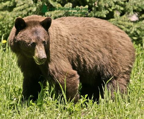 PhotosCanada.com Gallery :: Cinnamon Bear with Cubs, British Columbia, Canada :: cinnamon_bear_007