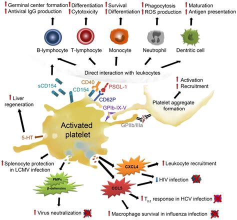 Frontiers | Platelets and Infection – An Emerging Role of Platelets in Viral Infection | Immunology