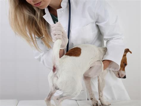 Tumor perianal en perros: síntomas y tratamiento - Mis animales