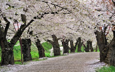 Cherry Blossom Trees Road Path Trail HD wallpaper | nature and landscape | Wallpaper Better