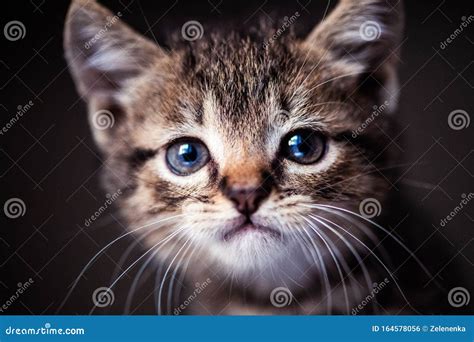 Cute Little Kitten with Amazing Eyes. Sweet Baby. Lovely Friend. Animal ...