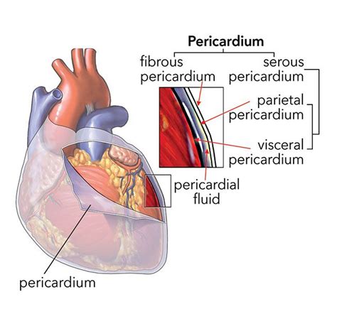 The pericardium is a double-walled sac that encloses the heart. Between ...