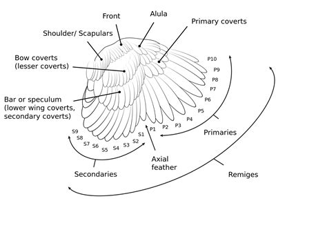 Bird Wing Diagram