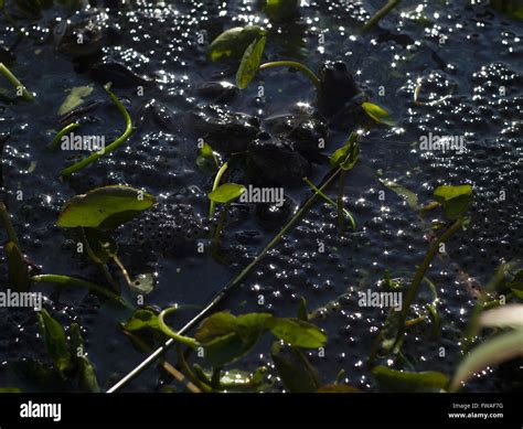 Frogs life cycle hi-res stock photography and images - Alamy