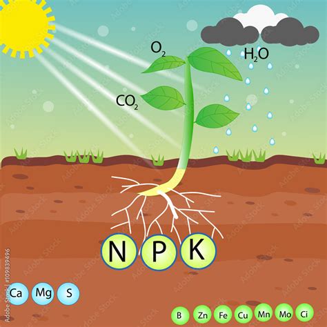 nutrient of a plant Stock Vector | Adobe Stock