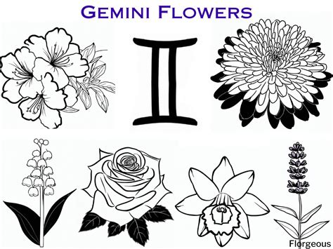 Gemini Birth Flower Unveiled: Discovering the Floral Magic of the Twins | Florgeous