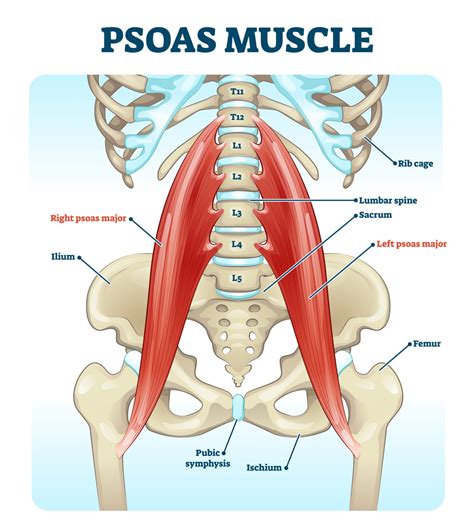 Understanding the Psoas: Muscle of the Soul