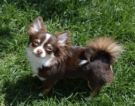 Chihuahua Rescue, Long Haired Chihuahua, Chihuahua Puppies, Baby ...