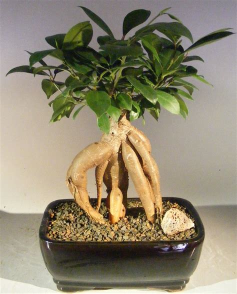 Ginseng Ficus Bonsai Tree Ficus Retusa Unique Bonsai Trees Bonsai | My ...