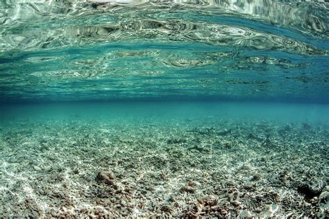 Dead Coral Reef Photograph by Ethan Daniels