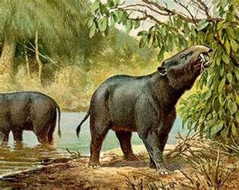 The rise and fall of elephant ancestors | Natural History Museum