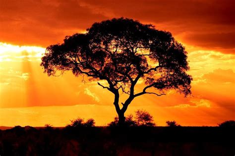 What To Expect on a Sundowner Drive - African Safari Consultants