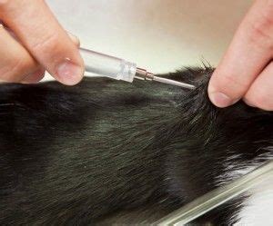 Benefits and Risks of Microchipping Your Cat - The Conscious Cat | Pet care, Pet health, Pets