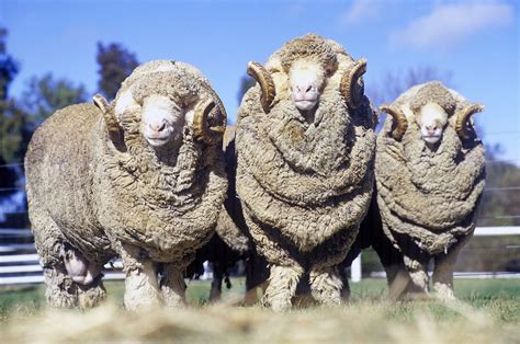 Australian merino sheep | Sheep breeds, Merino sheep, Sheep