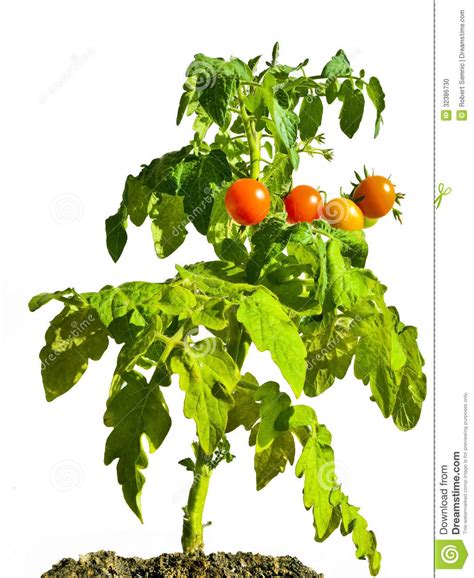 Tomato shrub clipart - Clipground