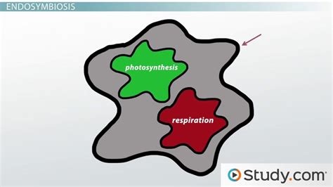 Endosymbiotic Theory | Definition, Evidence & Examples - Lesson | Study.com