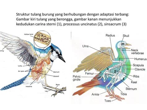 Gambar Organ Burung Dan Fungsinya – Crimealirik Page