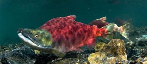 The Sockeye Salmon | Critter Science