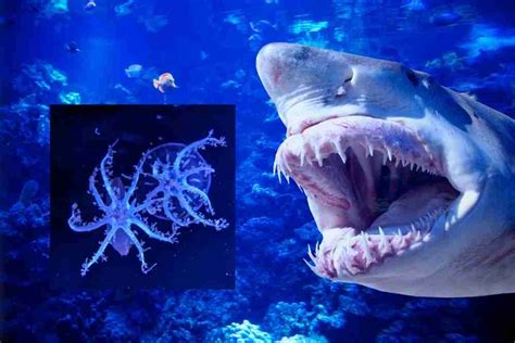 Do Sharks Eat Octopus? - Fish Article