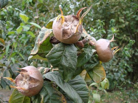 Medlar (Mespilus germanica) - hardy fruit trees for orchards - Carya nursery