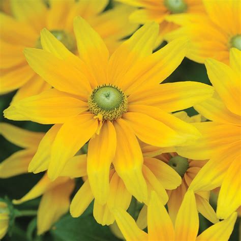 Rudbeckia hirta 'Prairie Sun' (Garden Ready) - Perennial & Biennial ...