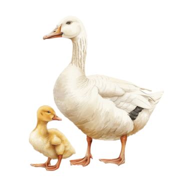 Adorable Mother Goose And Gosling Cute Farm Birds, Goose, Geese, Baby PNG Transparent Image and ...