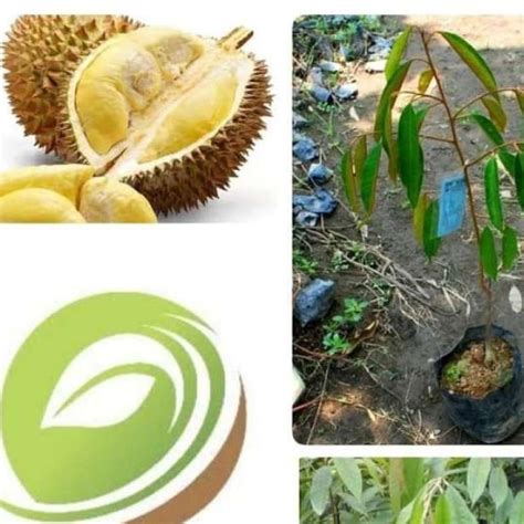 Jual bibit tanaman buah durian bawor-pohon durian bawor mas-duren montong di Seller Agro bibit ...