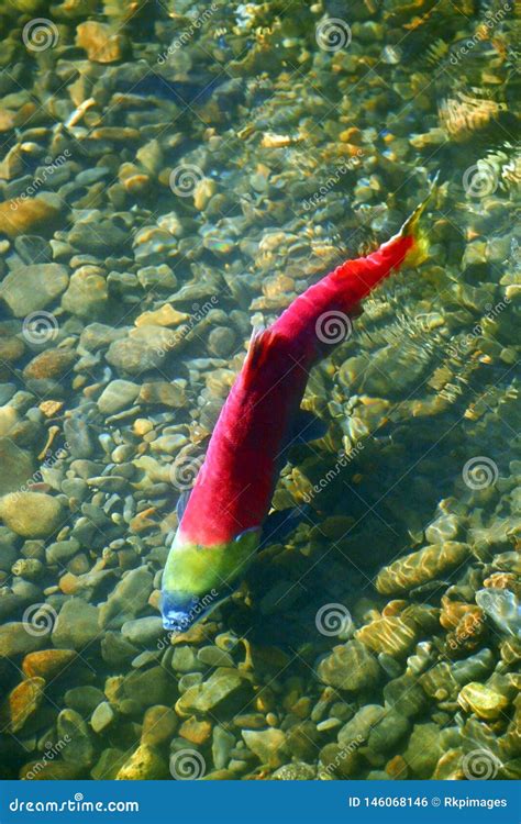 Sockeye Salmon on Spawning Ground. Stock Photo - Image of zoolog ...