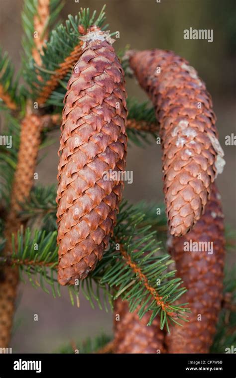 Norway Spruce (Picea abies). Cones. Seed bearing. Some resin from the tree apparent on cones ...