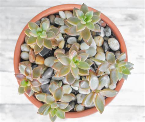 How to Water Succulents - the Right Way - Grow a Garden You Love