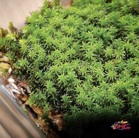 [Imported] RARE Star Moss for Terrarium / Vivarium / Paludarium ...