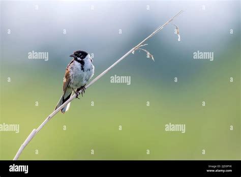 Male common reed bunting (Emberiza schoeniclus) from Vejlerne, northern ...