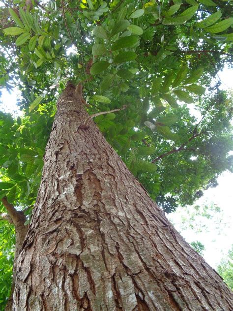 Mahogany Tree Barbados West Indies Stock Photo - Image of trees ...