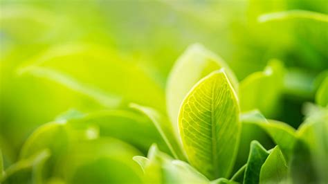 Closeup View Of Green Plants In Blur Green Background Beautiful, HD wallpaper | Peakpx