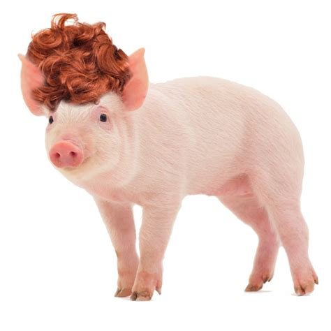 pig in a wig clipart 10 free Cliparts | Download images on Clipground 2024