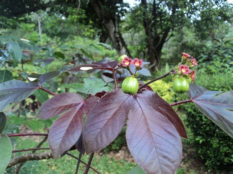 Jatropha gossypiifolia L. | Plants of the World Online | Kew Science